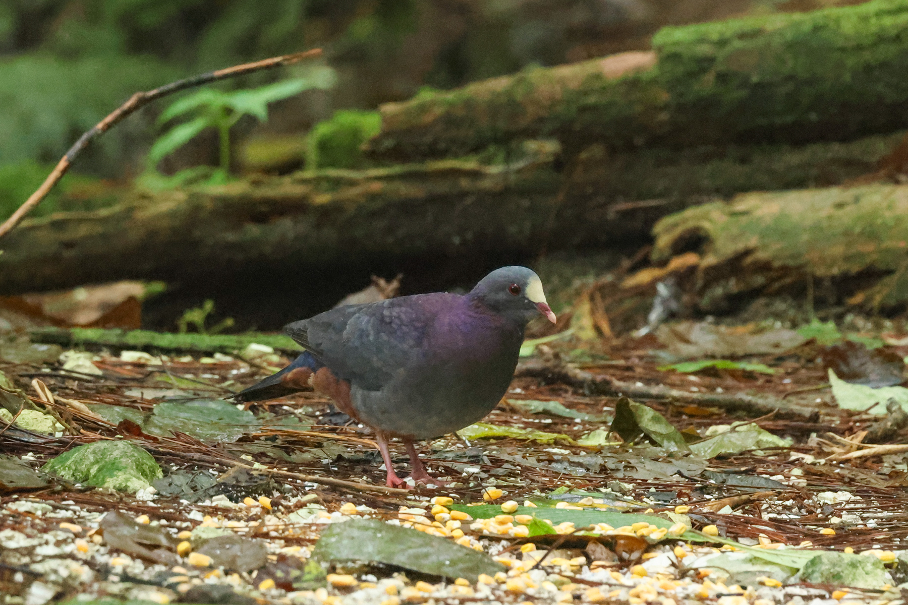 White-fronted Quail Dove (image by Eustace Barnes)