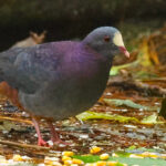 White-fronted Quail Dove (image by Eustace Barnes)