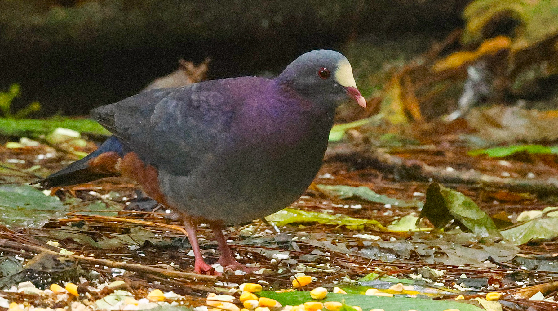 White-fronted Quail Dove (image by Eustace Barnes)
