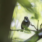 White-gorgeted Flycatcher (image by Dani Balla)