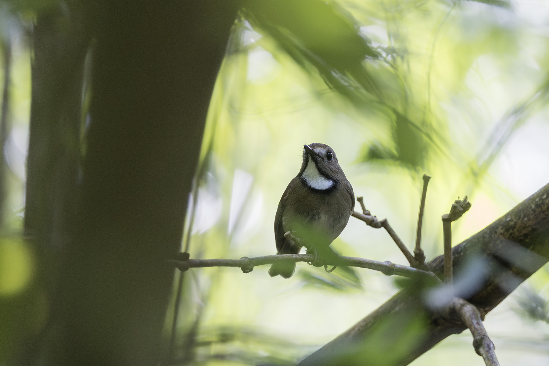 White-gorgeted Flycatcher (image by Dani Balla)