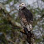 White-headed Vulture (image by Nik Borrow)