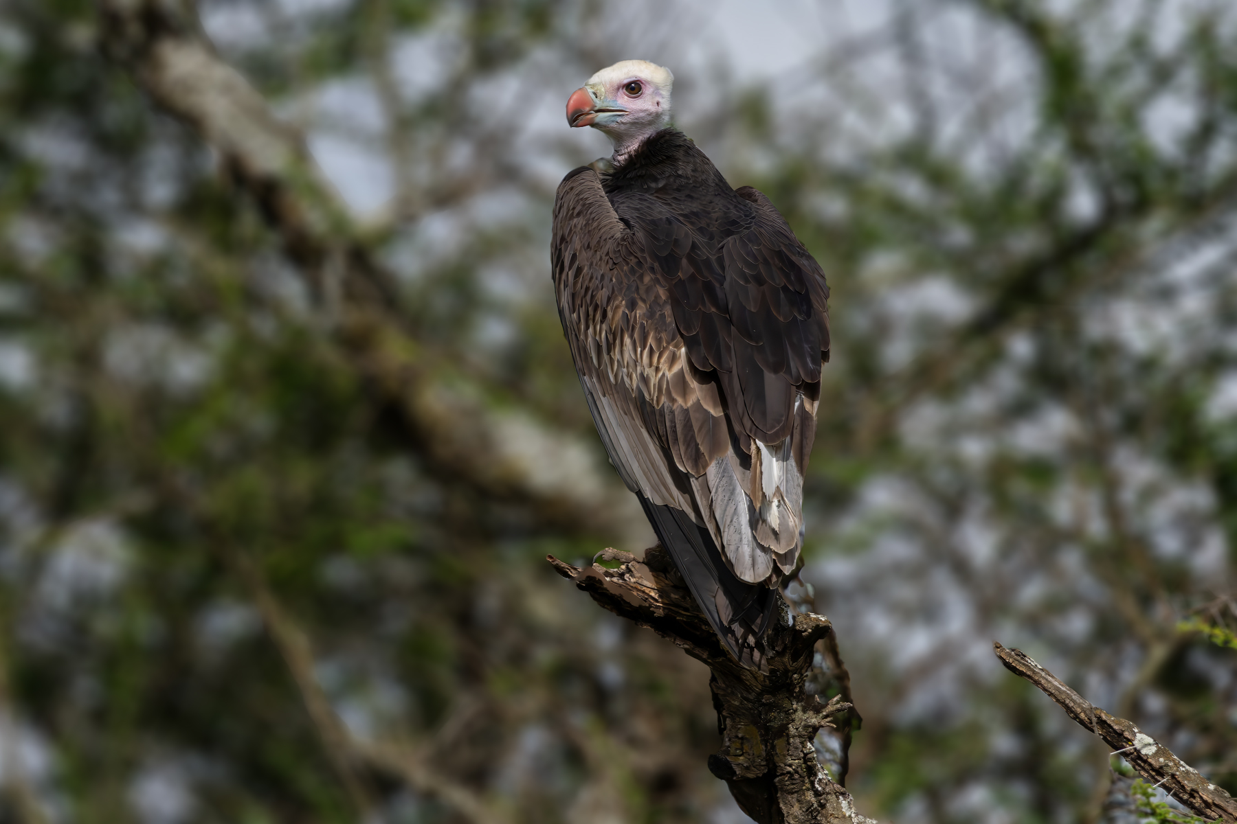 White-headed Vulture (image by Nik Borrow)
