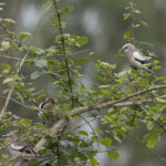 White-shouldered Starling (image by Dani Balla)