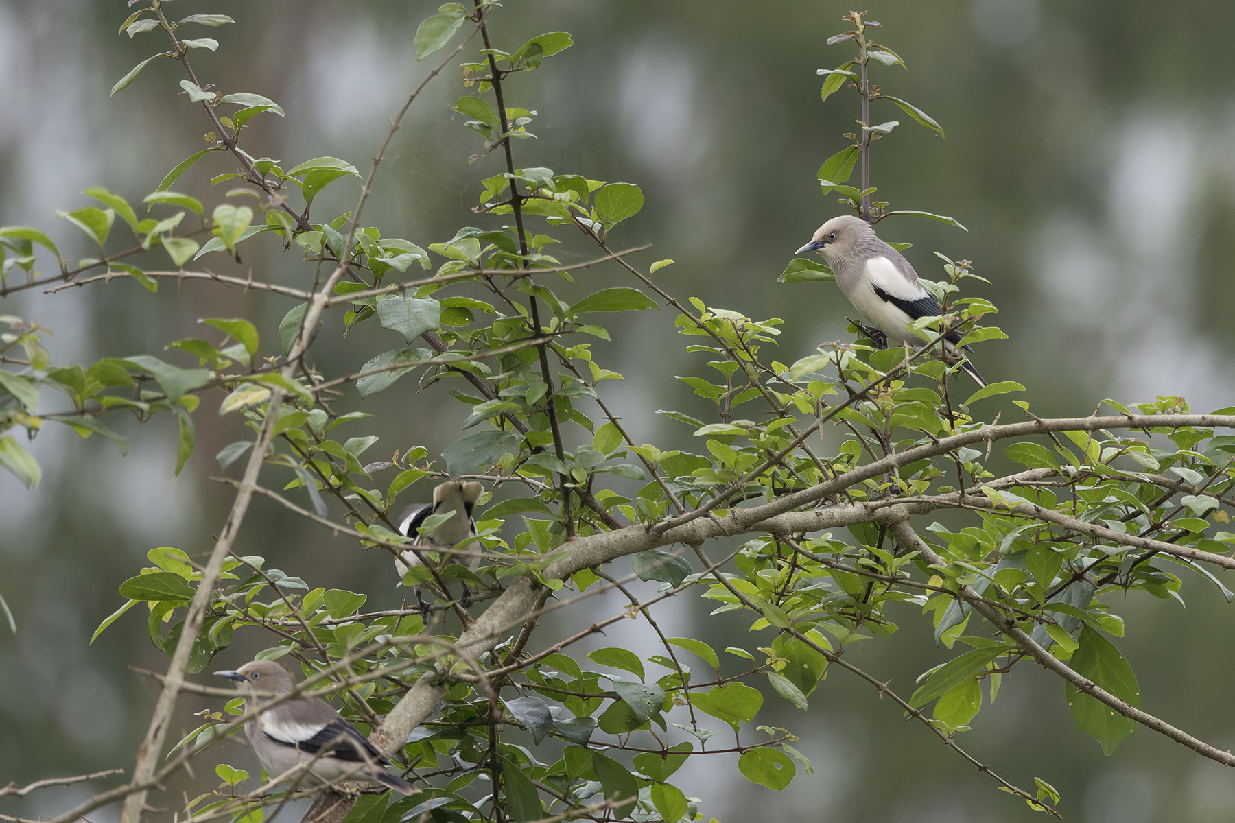 White-shouldered Starling (image by Dani Balla)