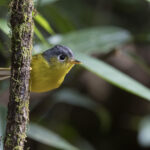 White-spectacled Warbler (image by Dani Balla)