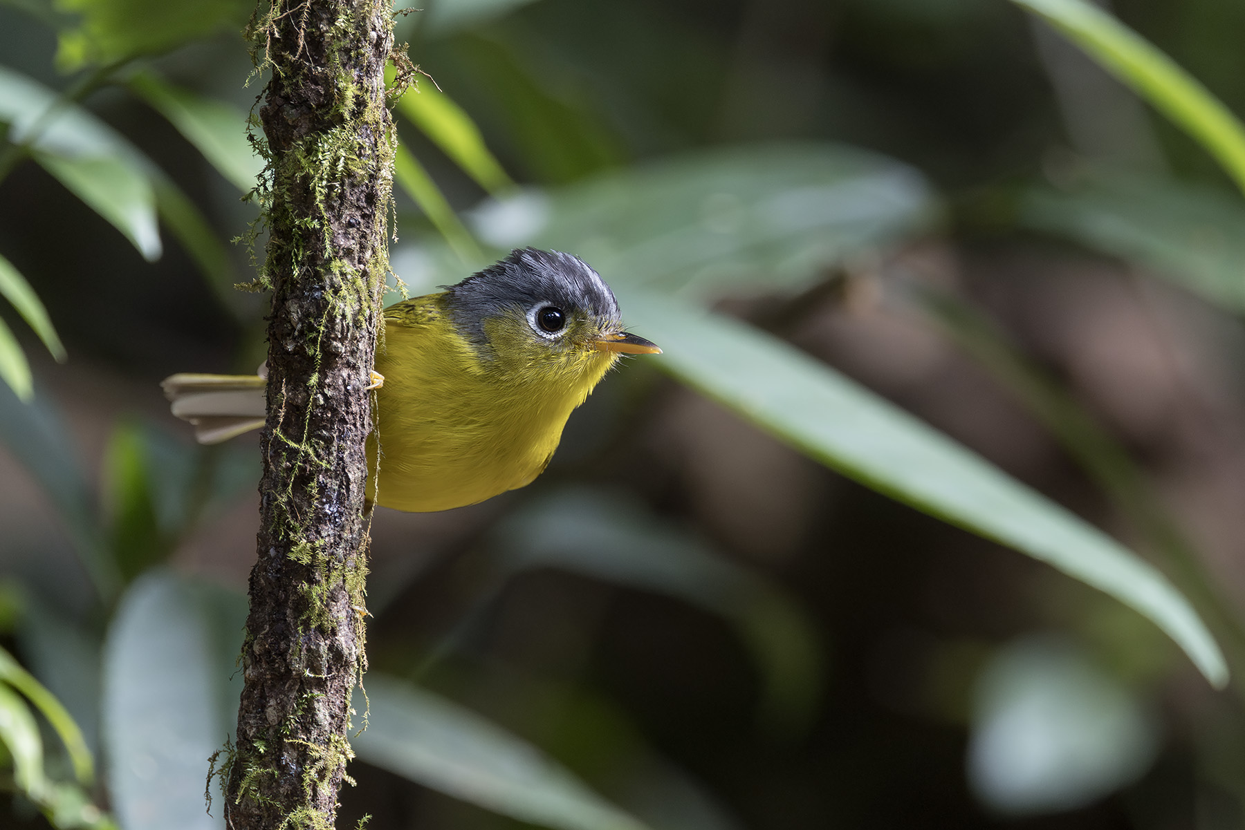 White-spectacled Warbler (image by Dani Balla)