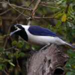 White-tailed Jay (image by Leo Garrigues)
