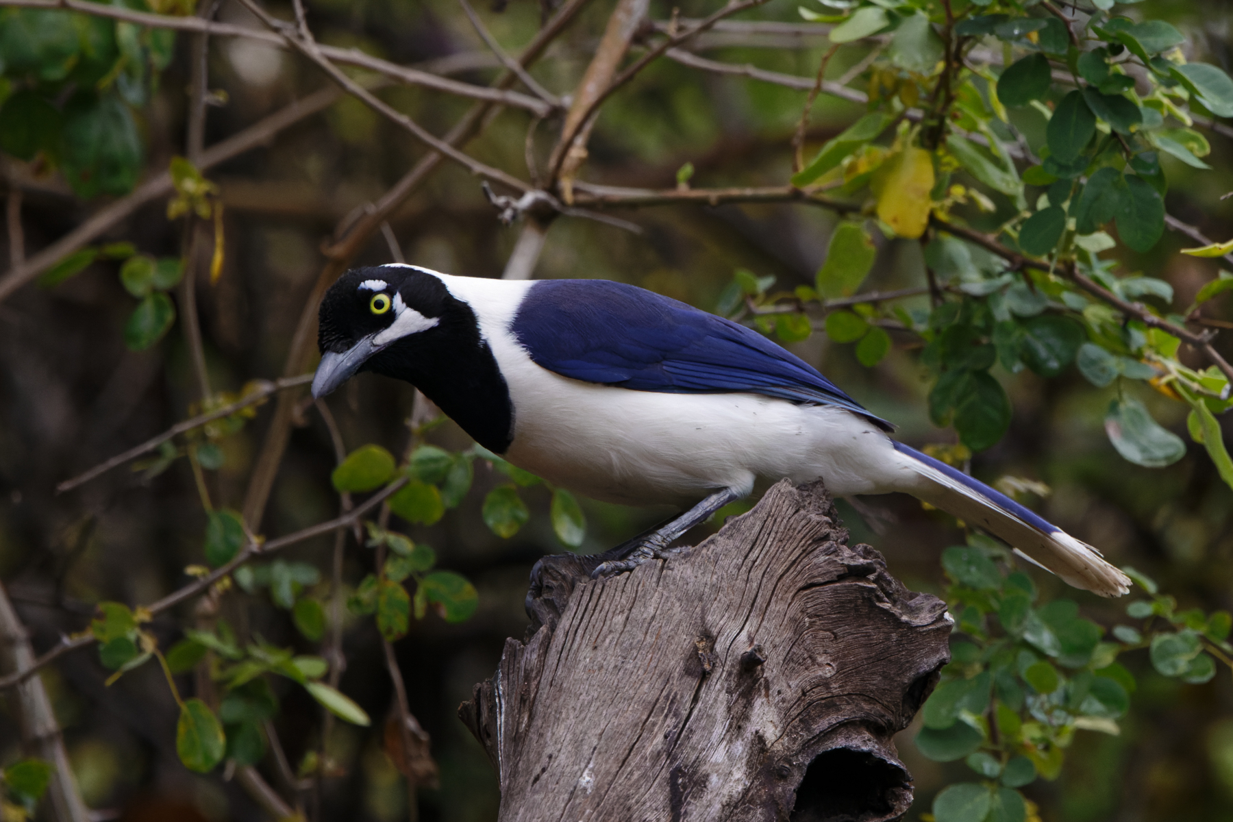 White-tailed Jay (image by Leo Garrigues)