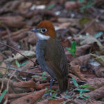 White-throated Antpitta (image by Leo Garrigues)