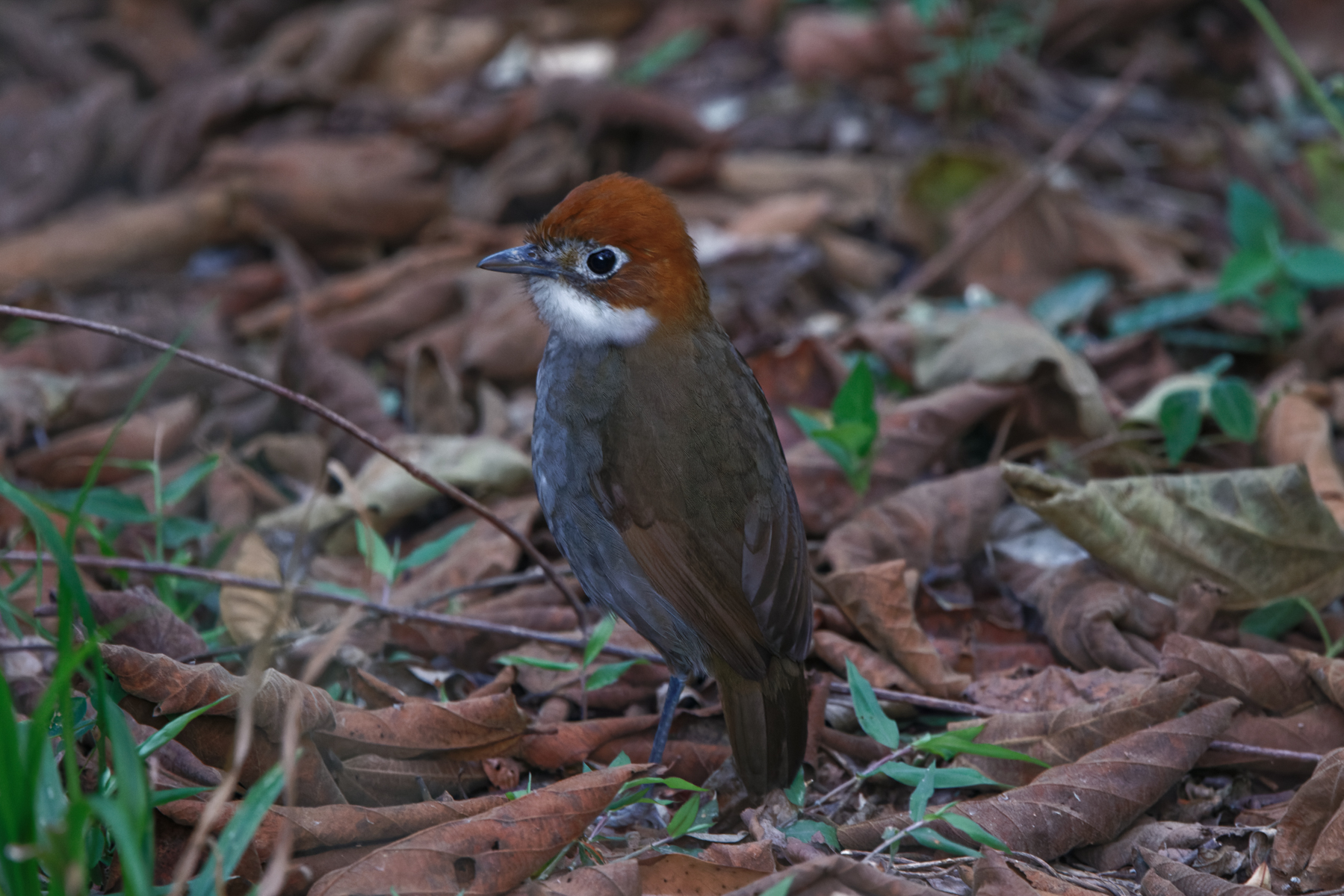 White-throated Antpitta (image by Leo Garrigues)