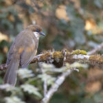 White-throated Laughingthrush (image by Mike Watson)