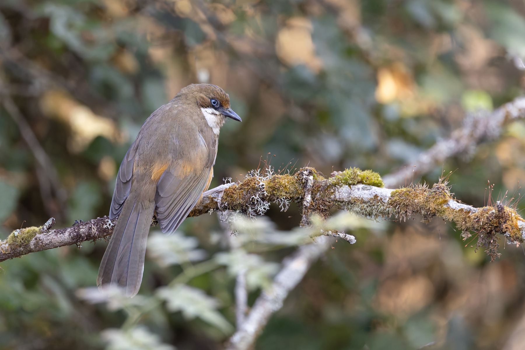 White-throated Laughingthrush (image by Mike Watson)