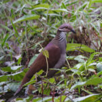 White-throated Quail-Dove (image by Leo Garrigues)