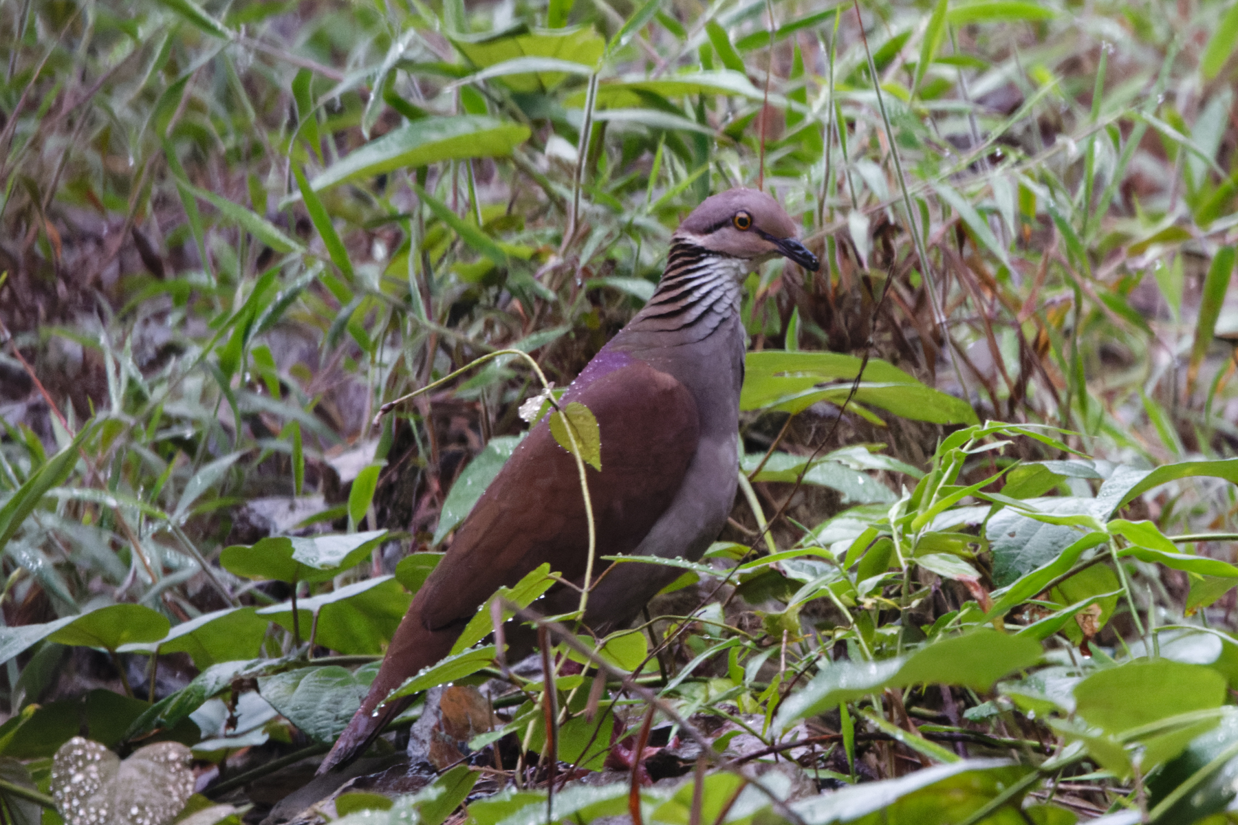 White-throated Quail-Dove (image by Leo Garrigues)