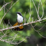 White-throated Robin-Chat (image by Mark Beaman)