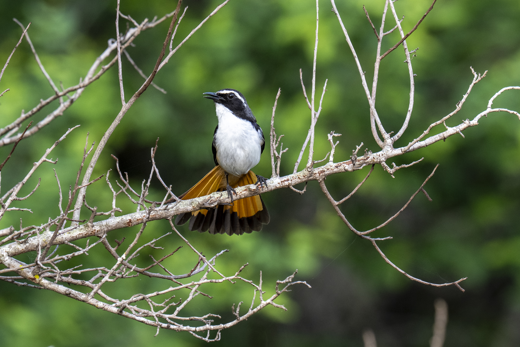 White-throated Robin-Chat (image by Mark Beaman)