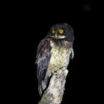 White-throated Screech Owl (image by Leo Garrigues)