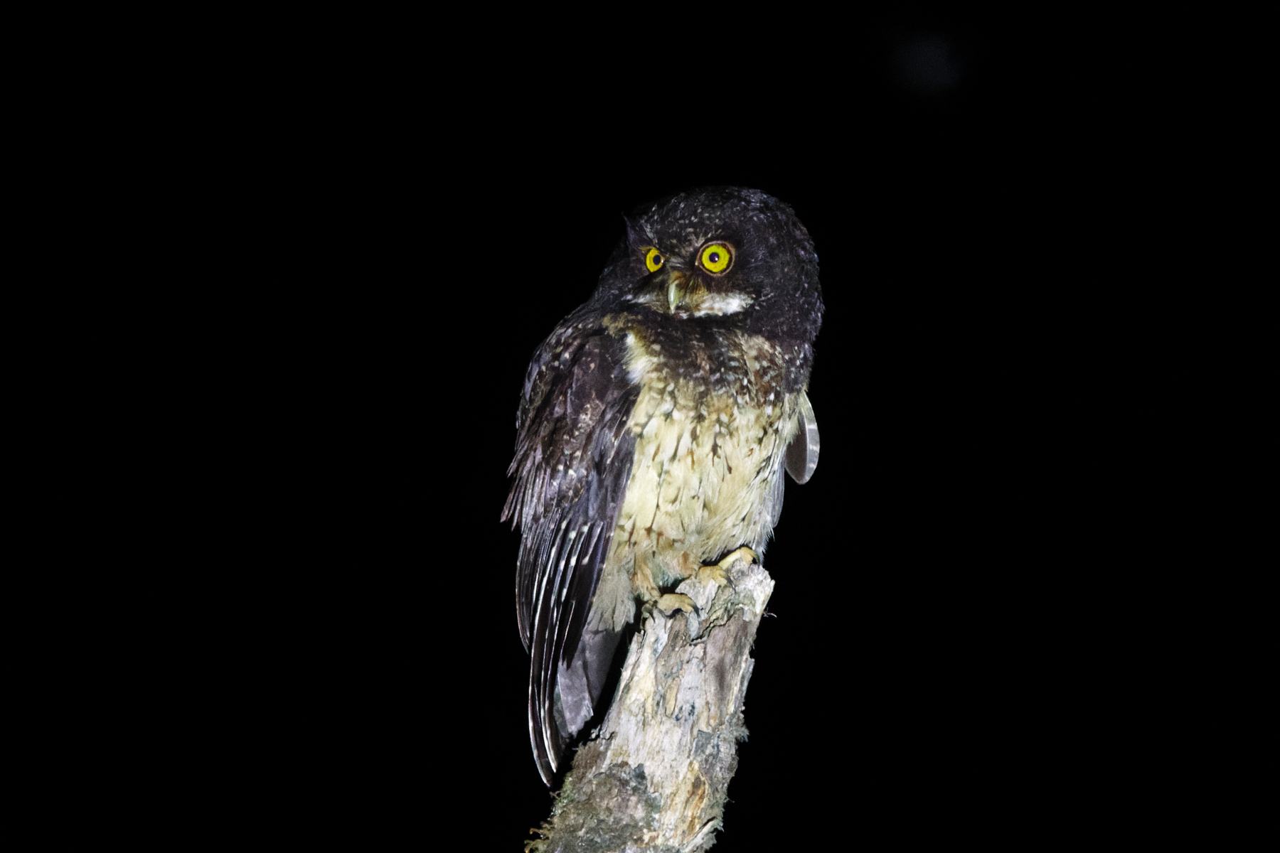 White-throated Screech Owl (image by Leo Garrigues)