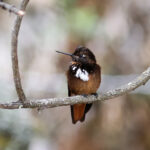 White-tufted Sunbeam (image by Leo Garrigues)