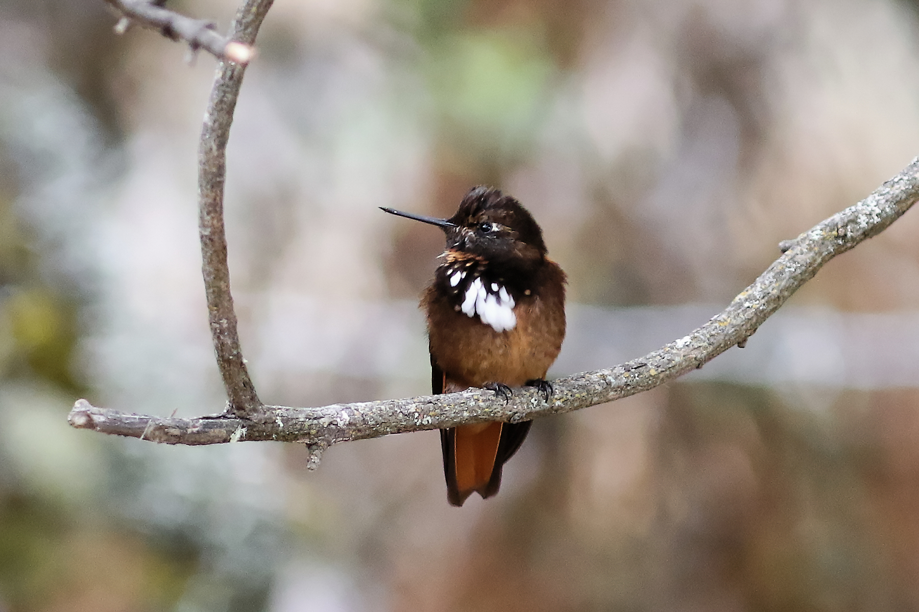 White-tufted Sunbeam (image by Leo Garrigues)
