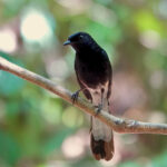 White-vented Shama (image by Craig Robson)