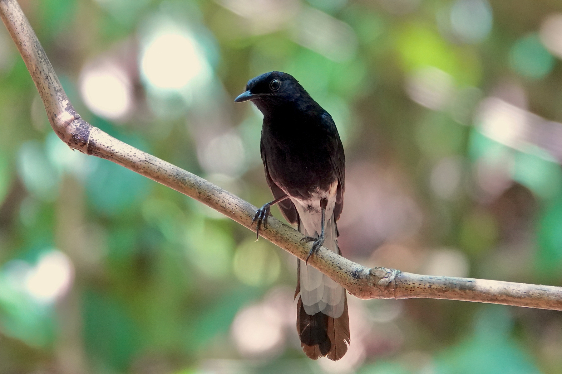White-vented Shama (image by Craig Robson)