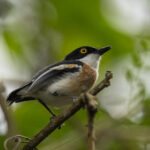 Woodward's Batis (image by Mark Beaman)