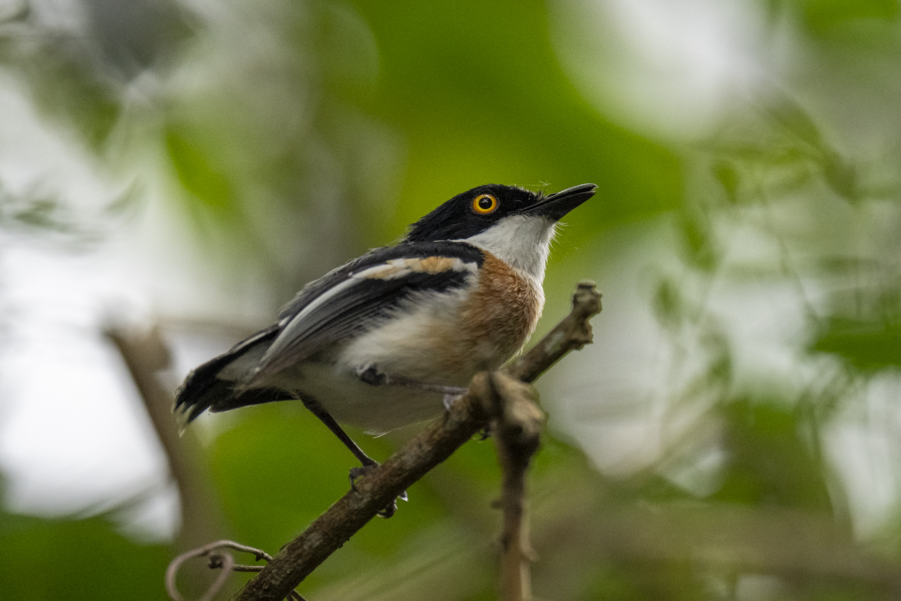 Woodward's Batis (image by Mark Beaman)