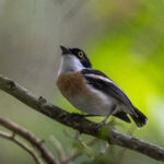 Woodward's Batis (image by Mark Beaman)