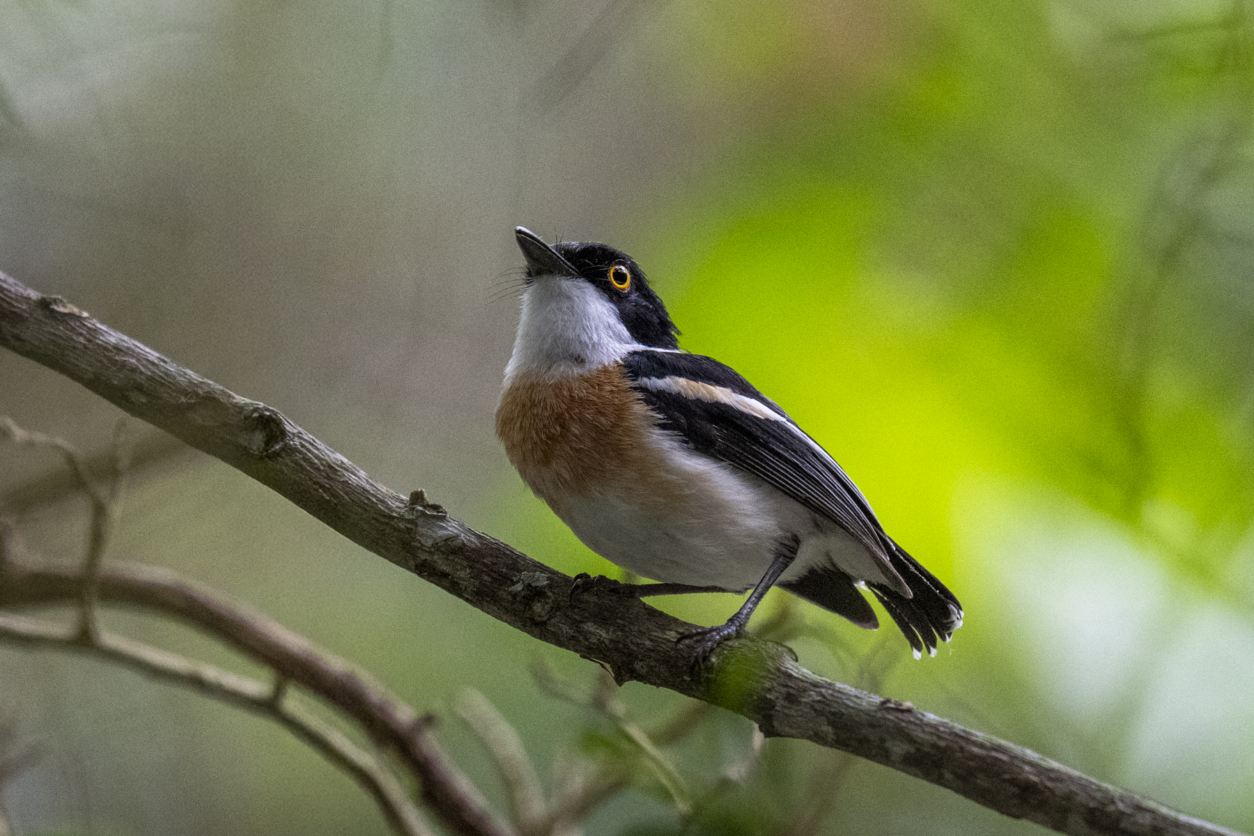 Woodward's Batis (image by Mark Beaman)