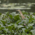 Yellow Bittern (image by Dani Balla)
