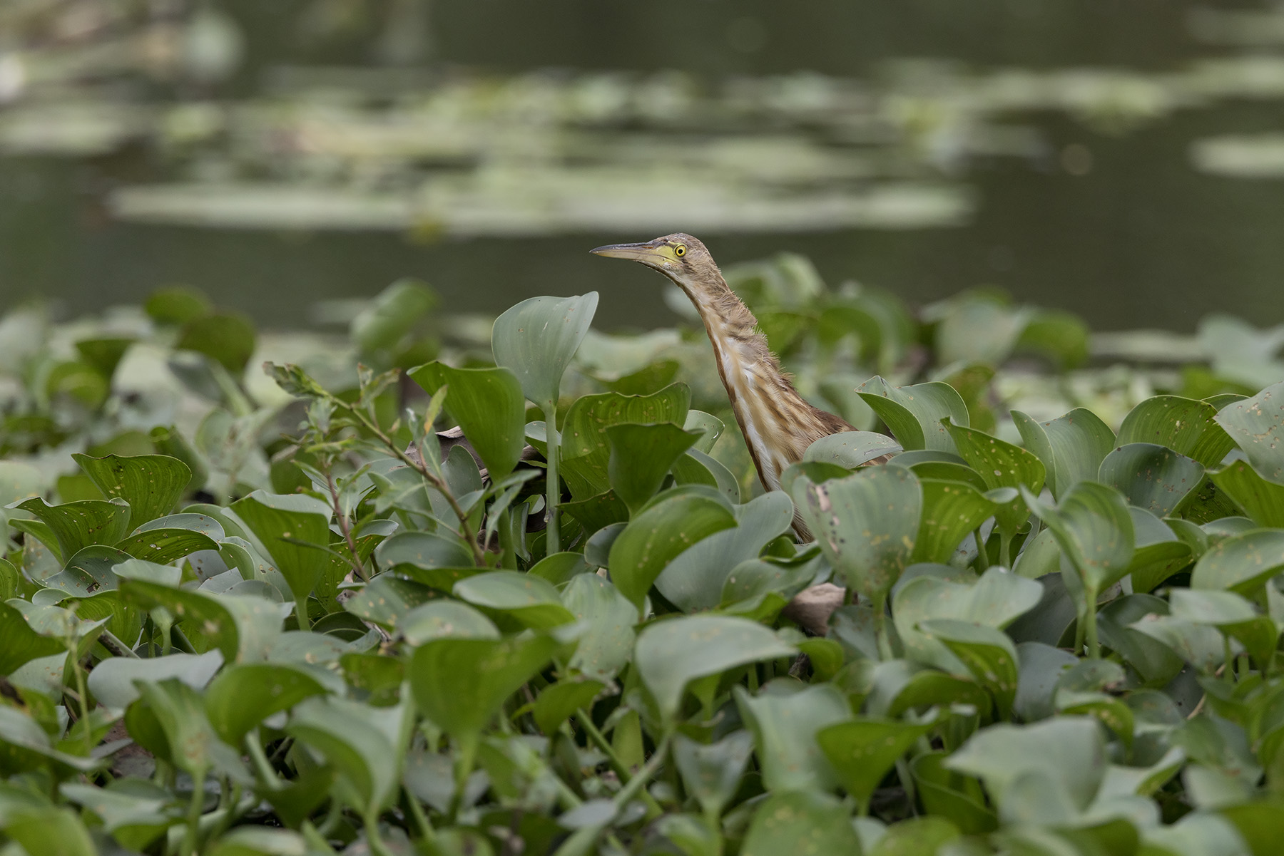Yellow Bittern (image by Dani Balla)