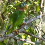 Yellow-billed Amazon (image by Eustace Barnes)