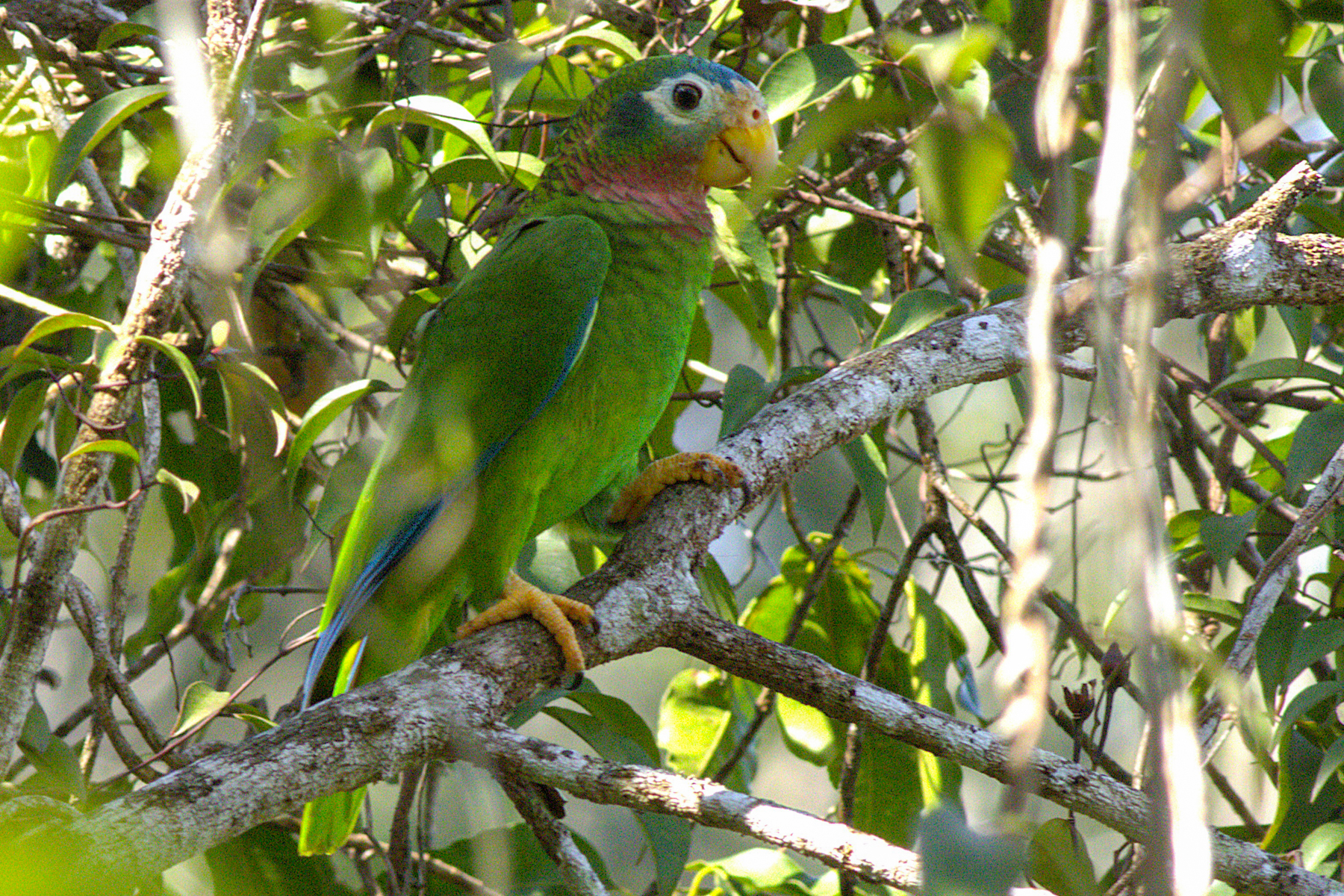 Yellow-billed Amazon (image by Eustace Barnes)