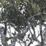 Yellow-billed Nuthatch (image by Dani Balla)