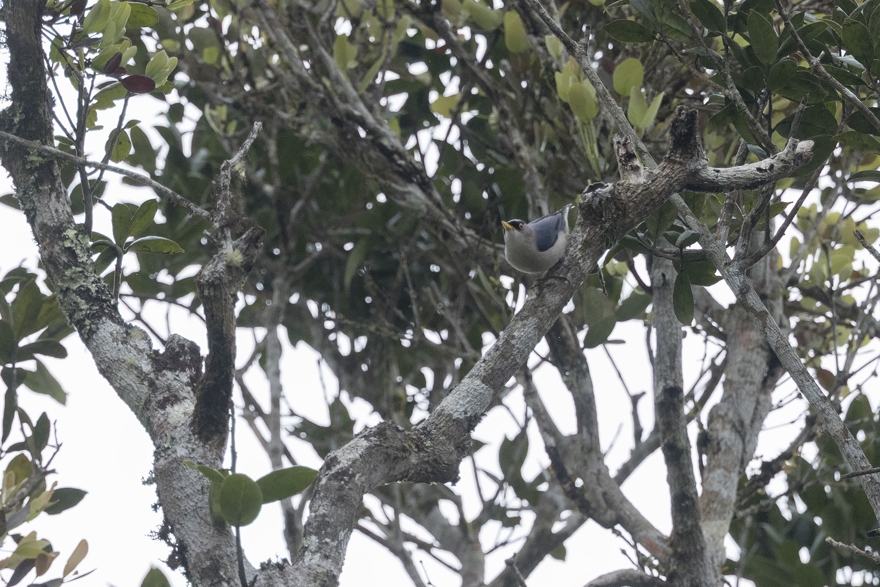 Yellow-billed Nuthatch (image by Dani Balla)