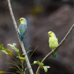 Yellow-faced Parrotlets (image by Leo Garrigues)