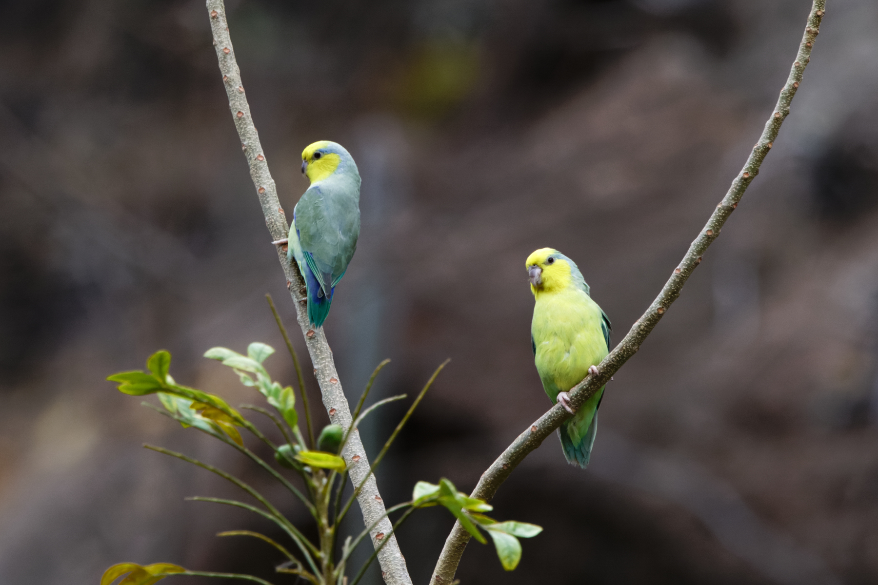 Yellow-faced Parrotlets (image by Leo Garrigues)