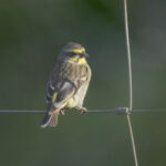 Yellow-fronted Canary (image by Mark Beaman)