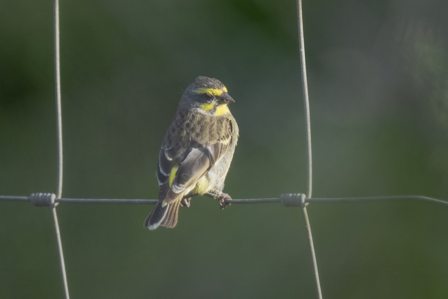 Yellow-fronted Canary (image by Mark Beaman)