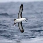 Yellow-nosed Albatross immature (image by Mark Beaman)