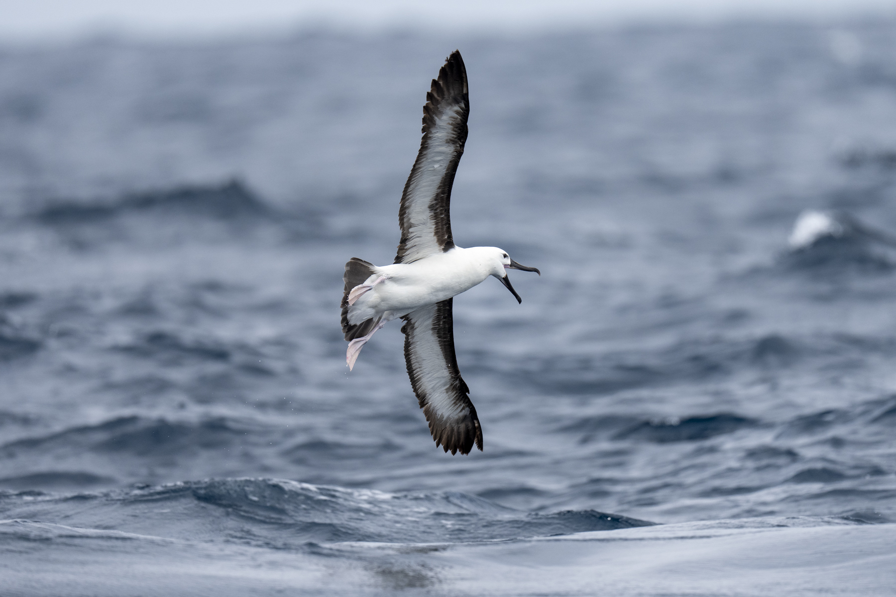 Yellow-nosed Albatross immature (image by Mark Beaman)