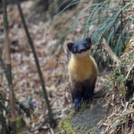 Yellow-throated Marten (image by Mike Watson)