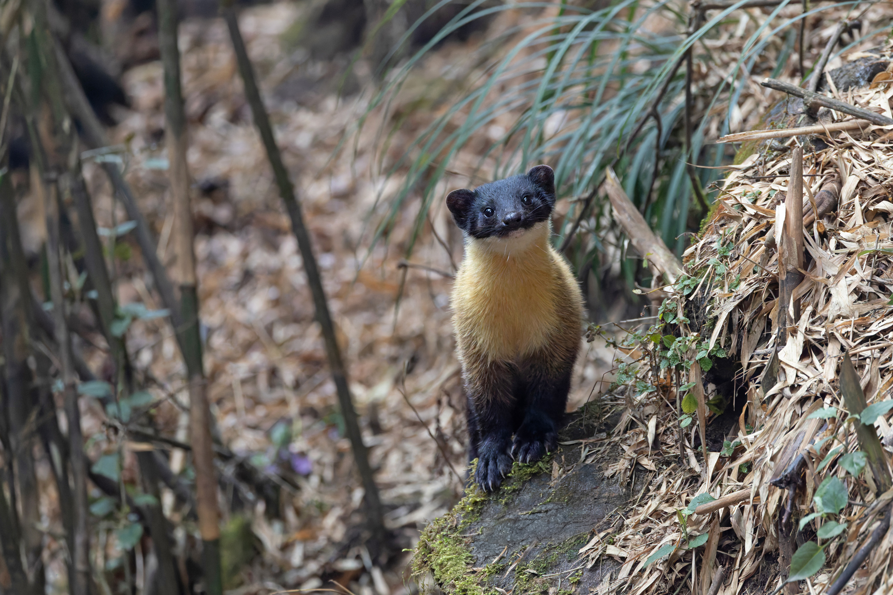Yellow-throated Marten (image by Mike Watson)