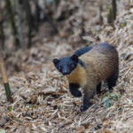 Yellow-throated Marten (image by Mike Watson)