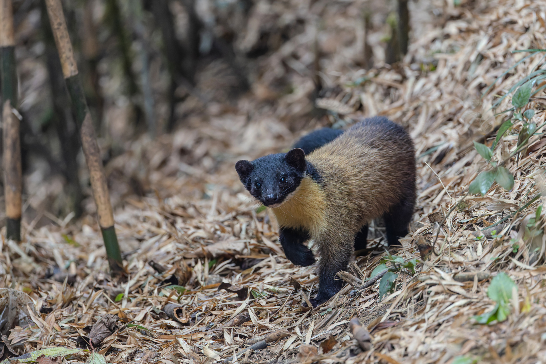 Yellow-throated Marten (image by Mike Watson)
