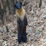 Yellow-throated Marten (image by Mike Watson)
