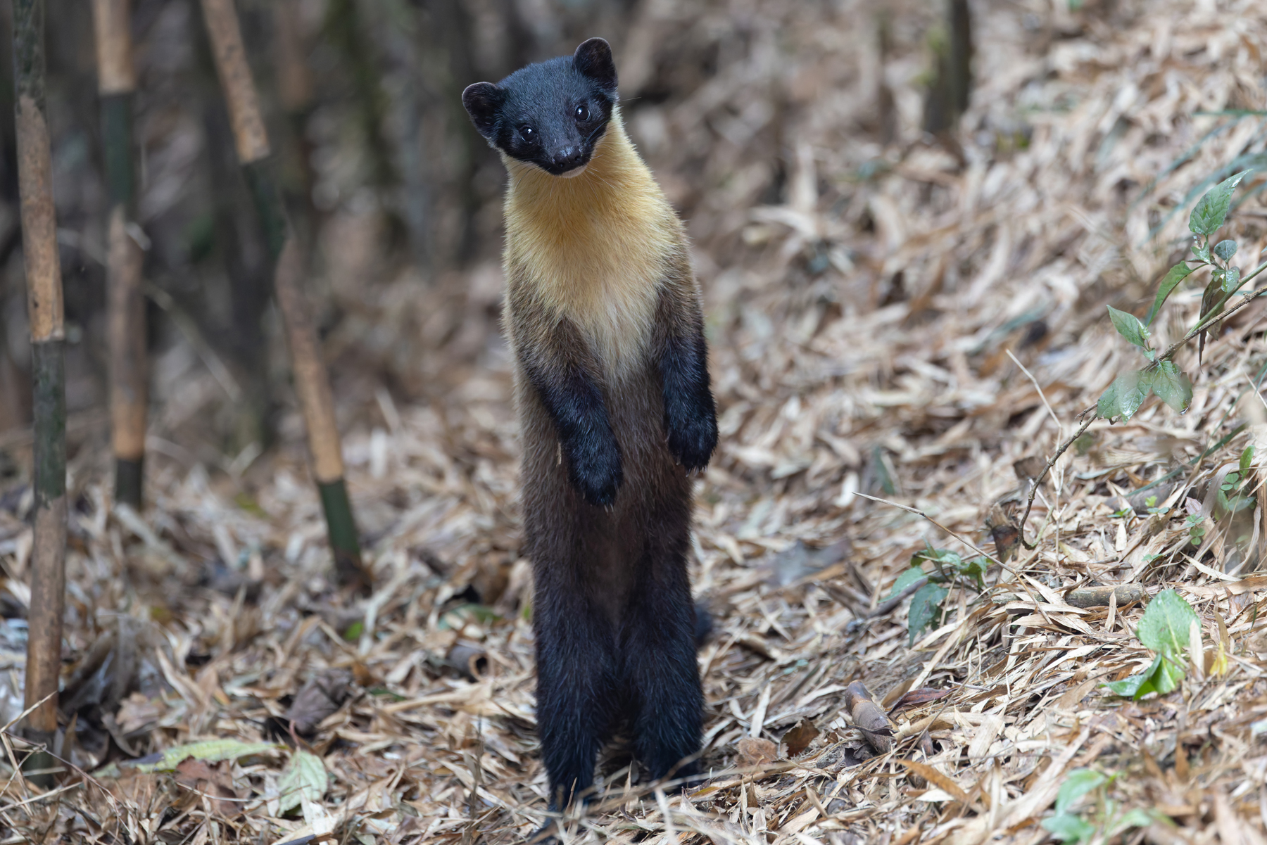 Yellow-throated Marten (image by Mike Watson)