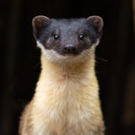 Yellow-throated Marten (image by Mike Watson)